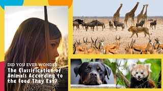 Animal classification carnivores herbivores omnivores  Science for Kids  Science Video for Kids [upl. by Onid]