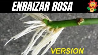 COMO REPRODUCIR ROSAS POR ESQUEJES Version Resumida Gato Garden [upl. by Nitz279]