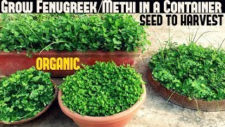 How To Grow FenugreekMethi in a Container  WITH FULL UPDATES [upl. by Vassar865]