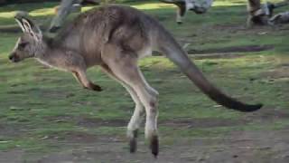 Kangaroo jumps in super slow motion [upl. by Chloe]