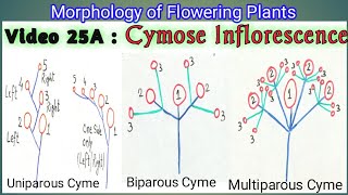 CYMOSE INFLORESCENCE amp ITS TYPES  Definite Inflorescence types  Types of Cymose Inflorescence [upl. by Aerdnua]