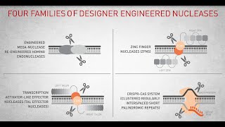 Genome Editing with engineered nucleases [upl. by Neltiak]