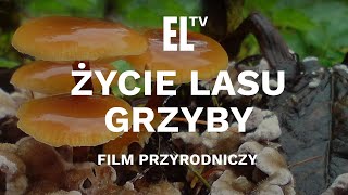 Życie lasu  GRZYBY [upl. by Kataway811]