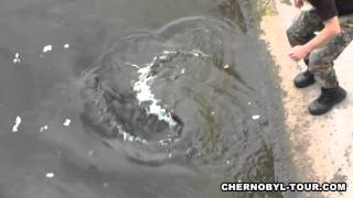 Chernobyl Mutations Fish in Pripyat River near Chernobyl Nuclear Power Plant [upl. by Korff]