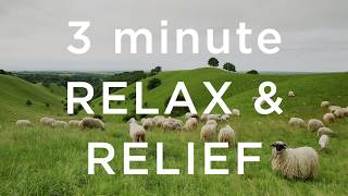 3 Minute Relax and Relief [upl. by Erleena]