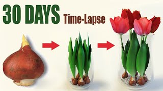 Tulips From Bulbs in Water 💦🌷 Time Lapse [upl. by Vescuso]