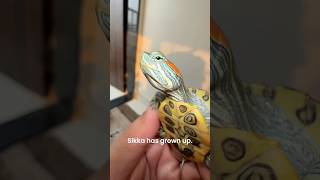 Rescued Turtle Update 🐢 pets animals aquarium wildlife nature [upl. by Yadnil205]