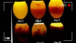 Speratura delle uova feconde quotIscrivetevi al Canalequot [upl. by Atilal]