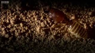 Defending the ant nest from intruders  Ant Attack  BBC [upl. by Nosirrag]