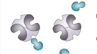 Allosteric Regulation of Enzymes [upl. by Annua]