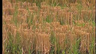 Crawfish Agriculture in the South [upl. by Hudnut384]