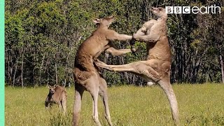 Kangaroo Boxing Fight  Life Story  BBC Earth [upl. by Creamer]