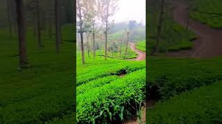 rockwood tea estate [upl. by Rednaskela767]