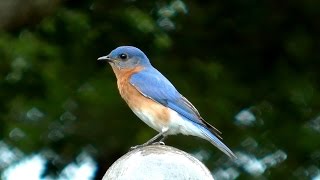 Eastern Bluebird Song FYV [upl. by Ruamaj]