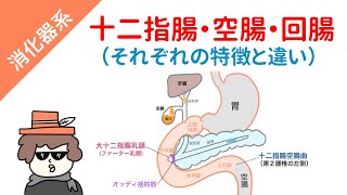 【国試対策】十二指腸・空腸・回腸（それぞれの特徴と違い） [upl. by Dnalro]