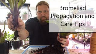 Bromeliad Propagation and Care [upl. by Calendra]