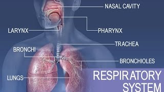 Anatomy and Physiology of Respiratory System [upl. by Eilrak708]