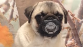 Top 30 Funniest and Cutest Pug Dog Videos Compilation [upl. by Jerrie]