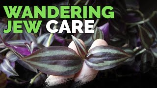 Wandering Jew Plant Care Growing Tradescantia Zebrina [upl. by Surtemed272]