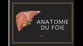 Anatomie du foie [upl. by Kaleb]