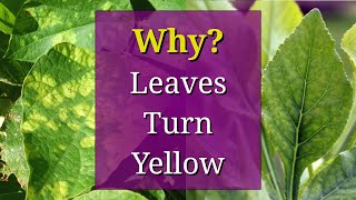 8 Reasons why Plant Leaves Turn Yellow [upl. by Autumn]