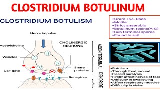 Clostridium botulinum  Botulism  Medical microbiology [upl. by Klemm556]