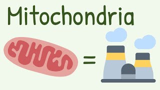 Mitochondria Structure And function [upl. by Yalc]