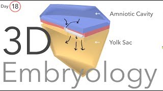 Gastrulation  Embryology [upl. by Enyallij997]