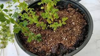 EASY WAY TO PROPAGATE THYME FROM CUTTINGS [upl. by Gladis]