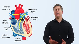 The Cardiovascular System An Overview [upl. by Allx253]