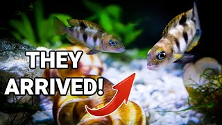 My NEW RARE Shell Dwellers mini African Cichlids [upl. by Celine]