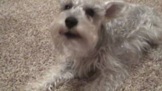 Funny Miniature Schnauzer Dog Bark [upl. by Idonna]