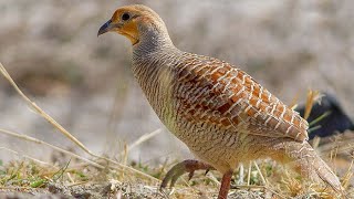 Grey francolin Francolinus pondicerianus [upl. by Benil]