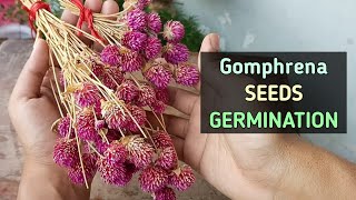 Gomphrena Seeds GERMINATION COLLECTION STORE Gomphrena Flower [upl. by Mozart]