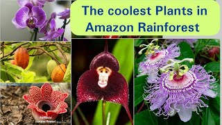 The coolest plants in the Amazon Rainforest [upl. by Celie]