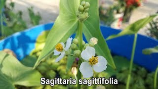 Sagittaria sagittifolia Arrowhead plant [upl. by Fasta]