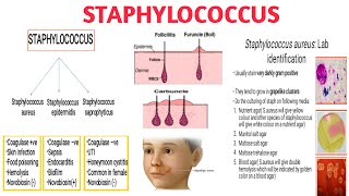 Staphylococcus II Pathogenicity II Clinical significance II Diagnosis and treatment [upl. by Neri]