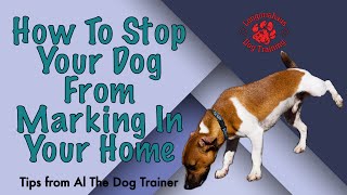 How To Stop Your Dog From Marking In Your Home  Tips From Al The Dog Trainer [upl. by Tollmann733]