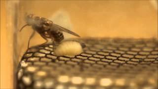 Female Tsetse Fly Giving Birth [upl. by Smail]