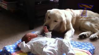 Cani e gatti che proteggono i bambini Compilation animale carino [upl. by Matrona168]