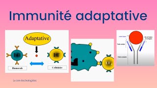 Immunité adaptative [upl. by Ahtiek]