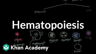 Hematopoiesis  Hematologic System Diseases  NCLEXRN  Khan Academy [upl. by Yerahcaz]