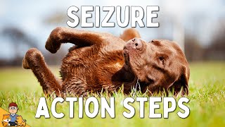 What to Do When Your Dog has a Seizure [upl. by Mohr752]