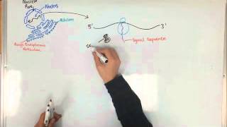 Protein Synthesis and the Rough Endoplasmic Reticulum [upl. by Jeffcott]