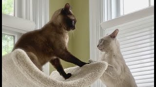 Adorable Burmese Cats are a Bonded Pair Cute Cats Simon amp Luna Playing Slow Dancing amp Snuggling [upl. by Orv]