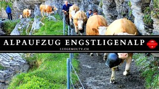 Alpaufzug Engstligenalp 2021  Berner Oberland  Schweiz  LuegemolTV [upl. by Olenta185]