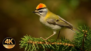 Firecrest Regulus ignicapilla Singing birds 4K Ultra HD [upl. by Nareht]