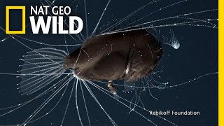 FirstEver Footage of DeepSea Anglerfish Mating Pair  Nat Geo Wild [upl. by Ahsikit]