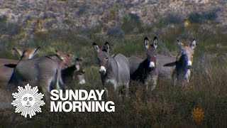 Nature Wild burros of Texas [upl. by Ellita690]