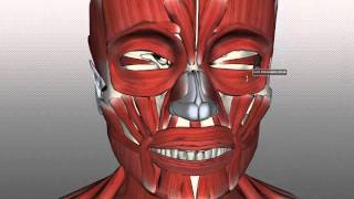 Muscles of Facial Expression  Anatomy Tutorial PART 1 [upl. by Ortiz423]